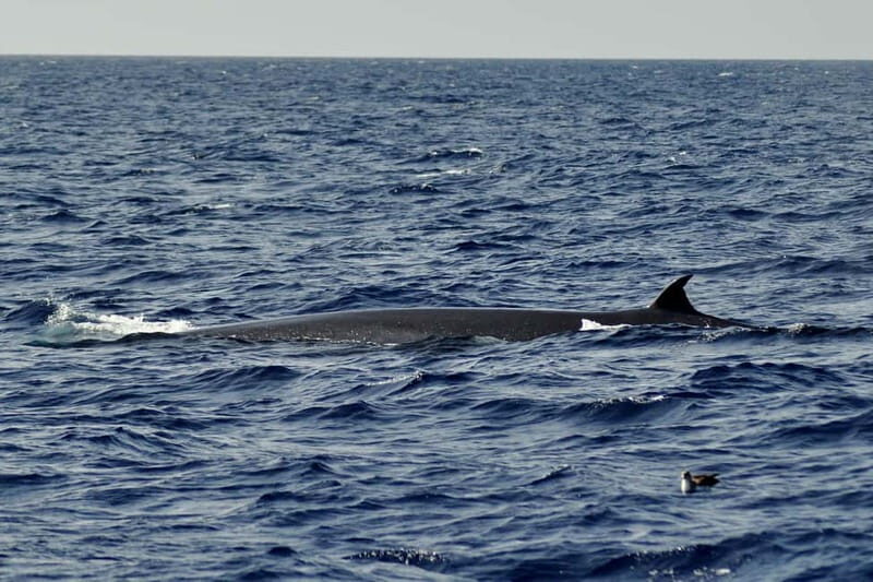 Fuerteventura: Catamarán navegación a vela y delfines. - Frequently Asked Questions