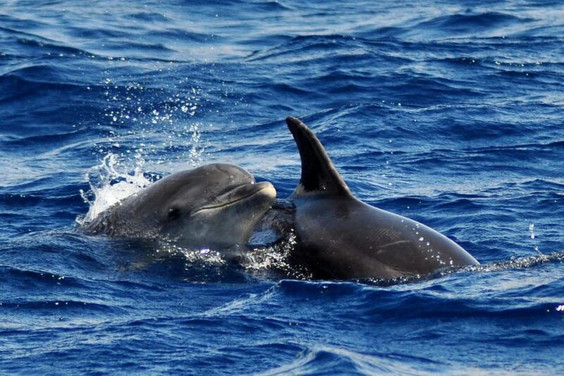 fuerteventura-catamaran-sailing-navigation-maximum-10-people