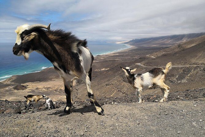 Fuerteventura: Cofete Beach and "Villa Winter" VIP Tour - Authentic Experiences from Reviewers