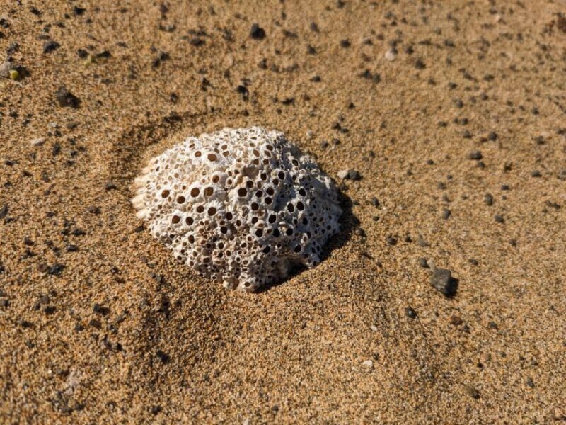 Fuerteventura: Cofete Guided Hiking Tour and Picnic - Final Thoughts