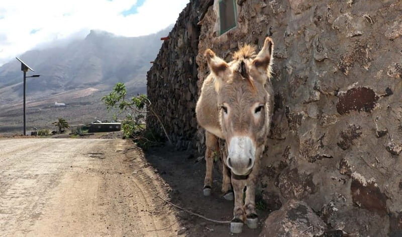 Fuerteventura: Cofete Safari - How to Make the Most of Your Day