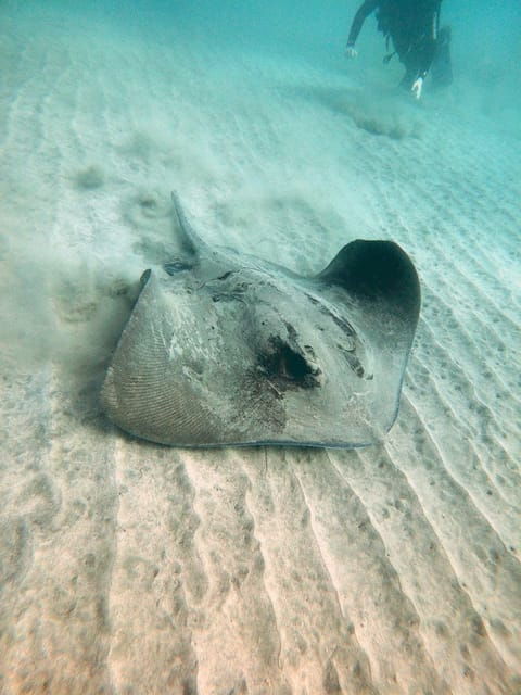 fuerteventura-discover-scuba-diving