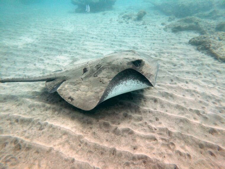 fuerteventura-discover-scuba-diving