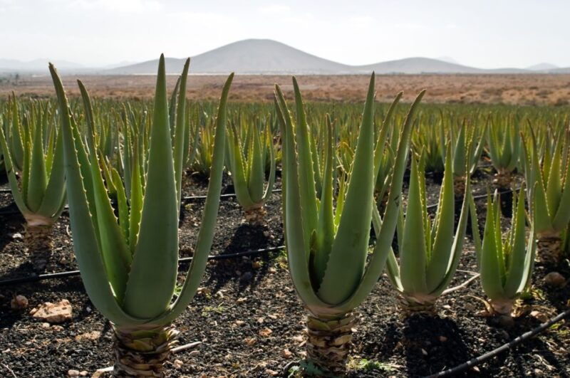 fuerteventura-discovery-tour