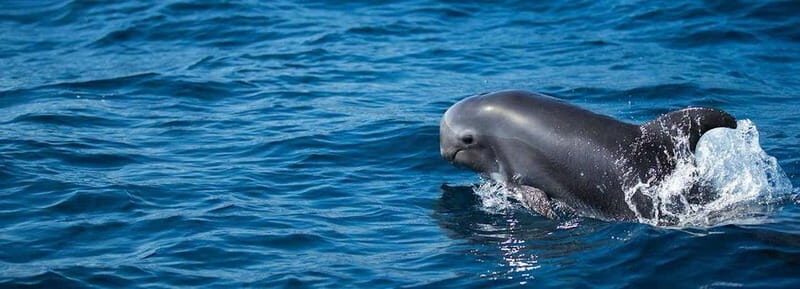 Fuerteventura: Dolphin watching and Lobo Island Combo Cruise - In-depth Review of the Catamaran Tour Experience  