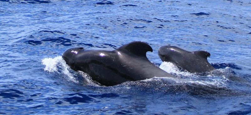 fuerteventura-dolphin-watching-and-lobo-island-combo-cruise