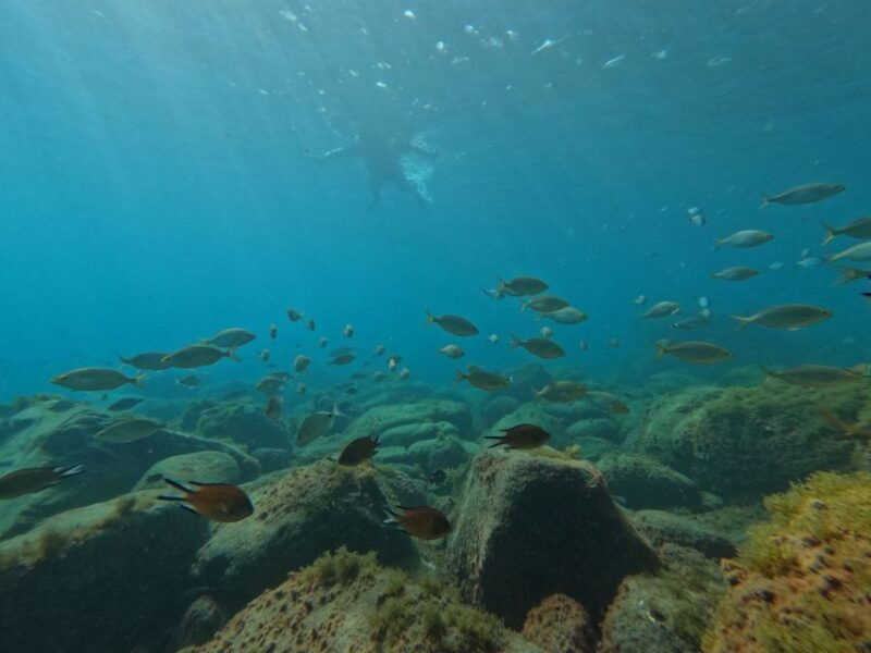 fuerteventura-guided-snorkeling-in-la-lajita-with-pickup