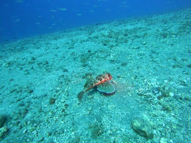 fuerteventura-guided-snorkeling-in-la-lajita-with-pickup