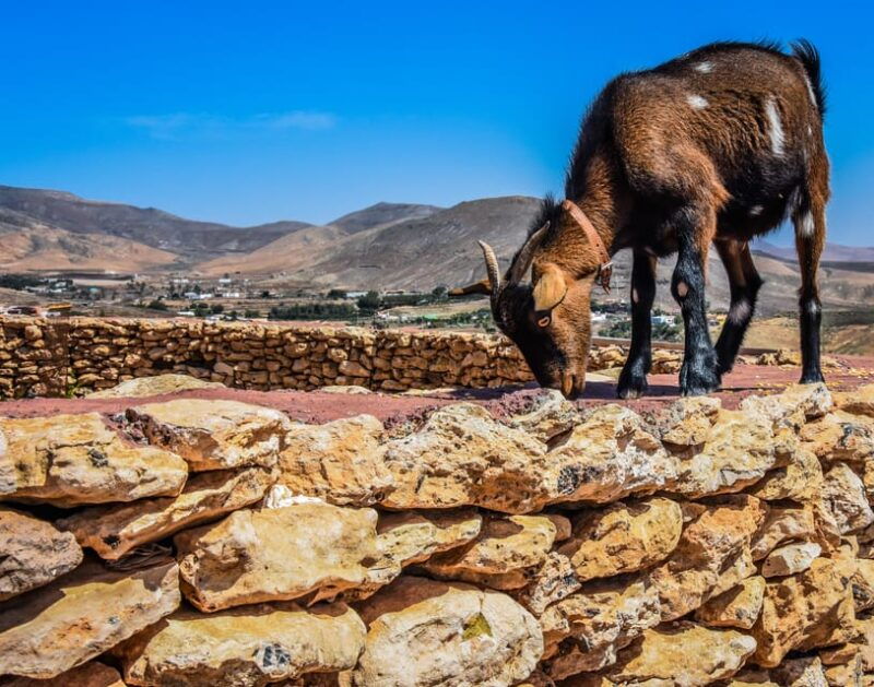 fuerteventura-guided-trekking-tour-with-island-goats