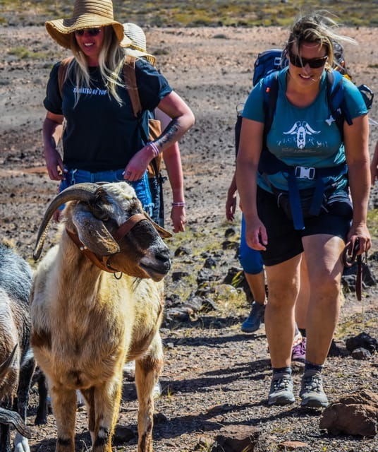 fuerteventura-guided-trekking-tour-with-island-goats
