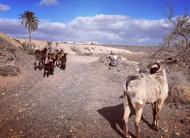 fuerteventura-guided-trekking-tour-with-island-goats