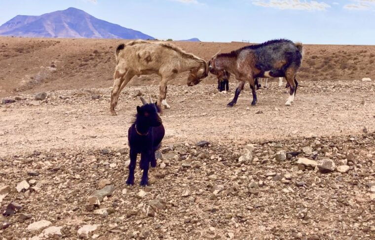 fuerteventura-guided-trekking-tour-with-island-goats