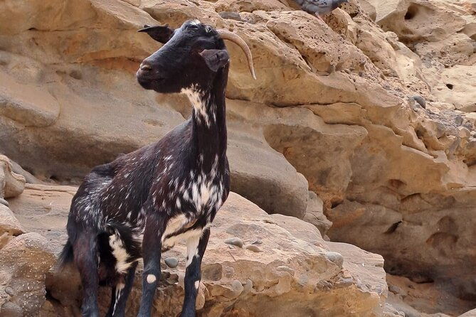 fuerteventura-guided-vip-highlights-island-tour-max-8-people