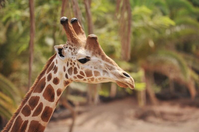 fuerteventura-oasis-wildlife-entry-ticket