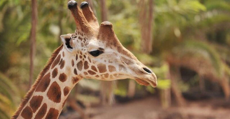 fuerteventura-oasis-wildlife-entry-ticket