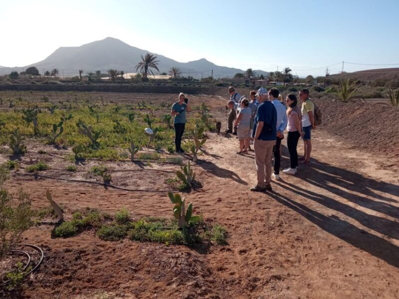 fuerteventura-tapas-and-local-life-guided-tour