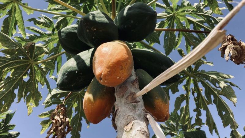 fuerteventura-tapas-and-local-life-guided-tour
