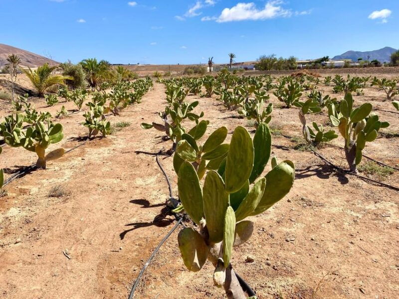 fuerteventura-tapas-and-local-life-guided-tour