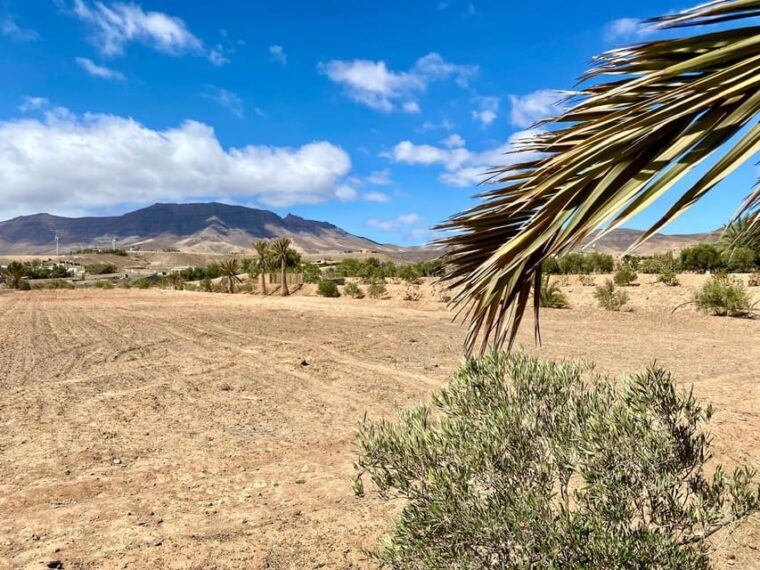fuerteventura-tapas-and-local-life-guided-tour