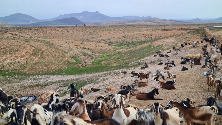 fuerteventura-tapas-and-local-life-guided-tour