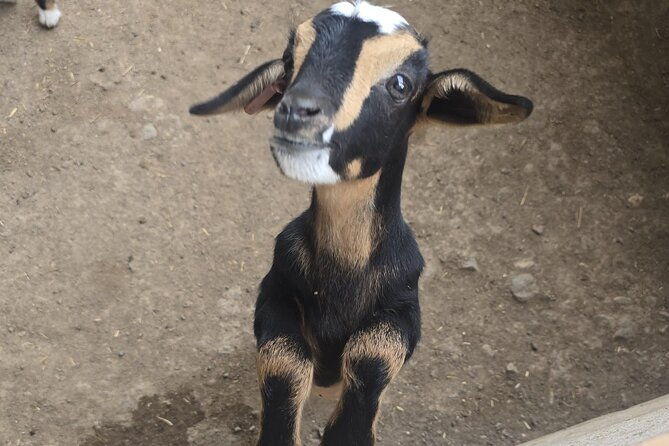 fuerteventura-the-private-panoramic-experience-all-highlights