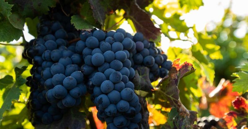 fuerteventura-tour-of-bodega-conatvs-vineyard-with-tasting