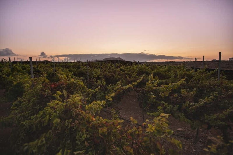 Fuerteventura: Tour & tasting at Conatvs Winery - Why This Tour Works
