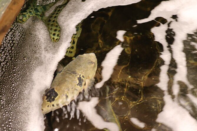 Fugu Experience Tour Learn and Taste Japans Pufferfish Cuisine - The Itinerary Unpacked