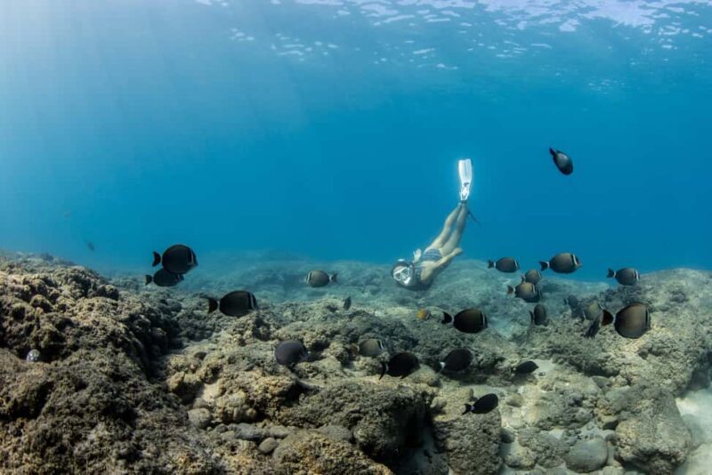 Fujairah: Snorkeling Trip with Equipment - Key Points