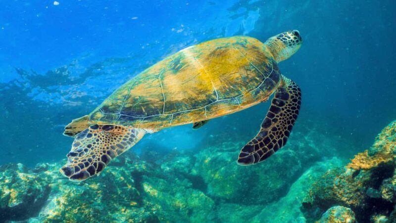 Fujairah: Snorkeling Trip with Equipment - Authentic Experiences From Reviews