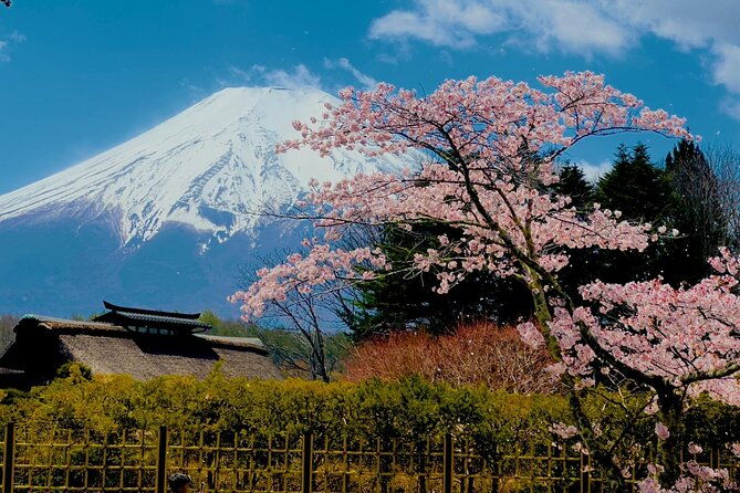 fuji-hakone-cherry-blossom-private-tour