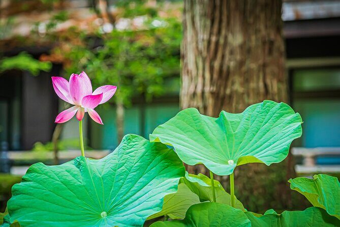 Fukui: Eiheiji Temple and the Heart of Zen Buddhism - FAQ
