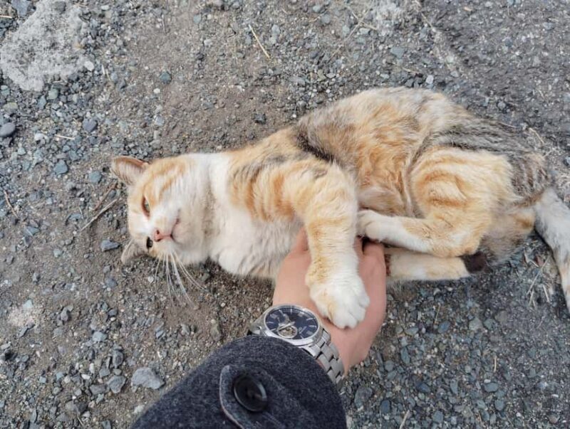 Fukuoka: Cat Island, Ainoshima Guided Tour with Ferry Ride - Key Points