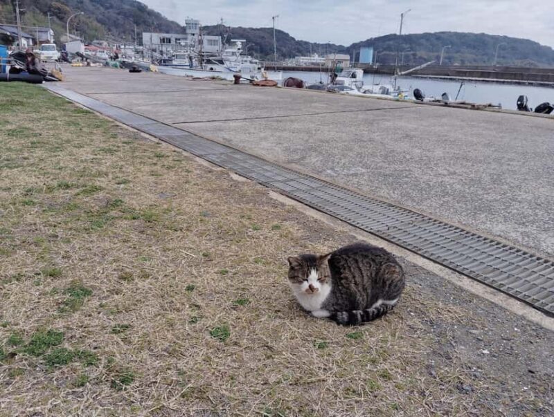 Fukuoka: Cat Island, Ainoshima Guided Tour with Ferry Ride - Practical Details and Value