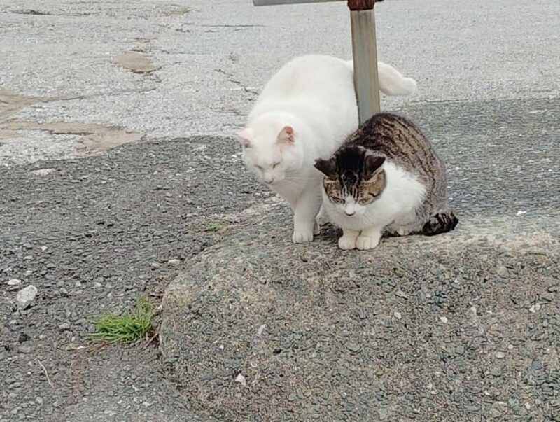 Fukuoka: Cat Island, Ainoshima Guided Tour with Ferry Ride - Authenticity and Reviews