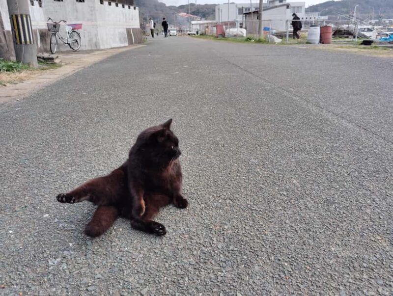 Fukuoka: Cat Island, Ainoshima Guided Tour with Ferry Ride - Who’s This Tour Best For?