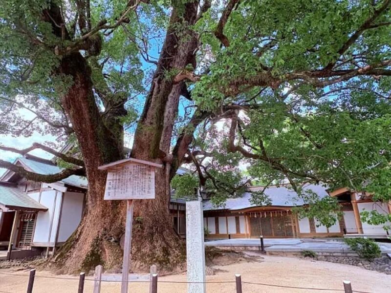 Fukuoka: Dazaifu Shrine, Ohori Park, and Castle Tour - Fukuoka Castle Ruins: History in the City
