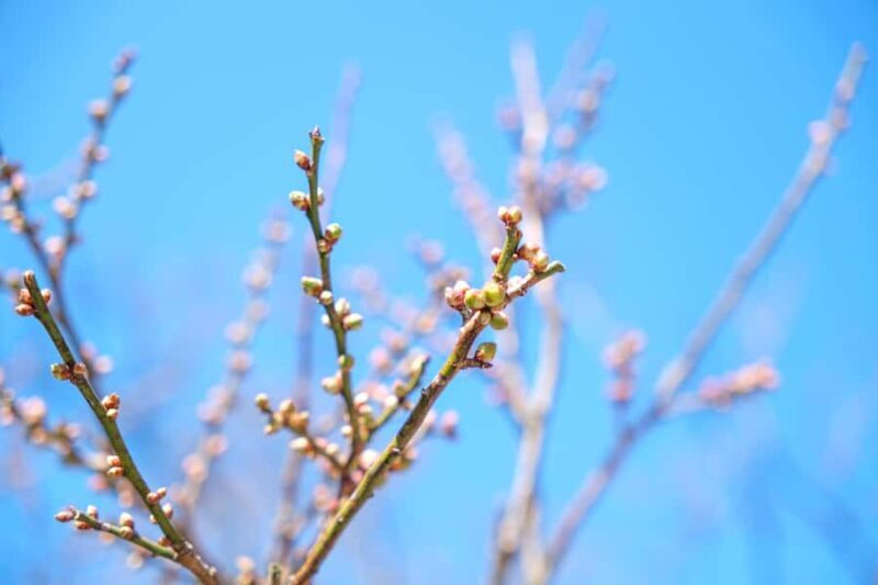 Fukuoka: Dazaifu Tenmangu Shrine & Yatai Food Tour - Practical Details & Tips