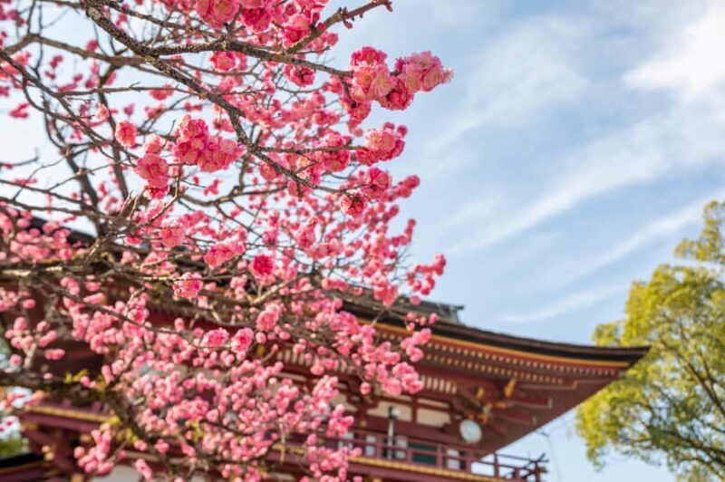 Fukuoka: Dazaifu, Yanagawa River Cruise & Strawberry Picking - Final Thoughts