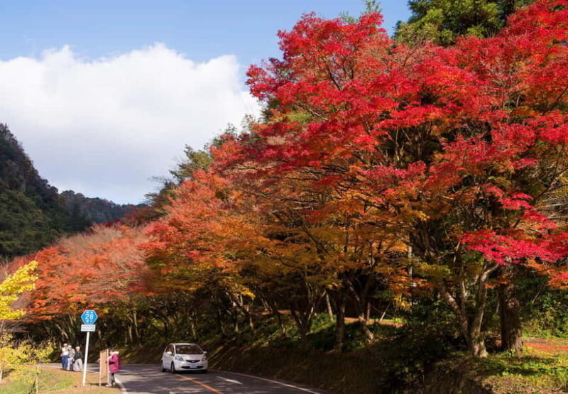 Fukuoka: Kyushu Autumn Yabakei, Kokonoe Yume Brdg. & Dazaifu - Who Would Love This Tour?