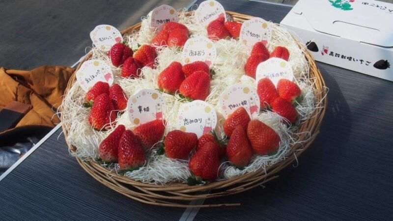 fukuoka-kyushu-strawberry-picking-yanagawa-boatart-museum