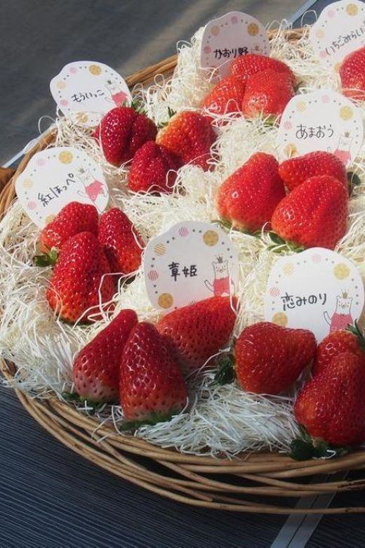fukuoka-kyushu-strawberry-picking-yanagawa-boatart-museum