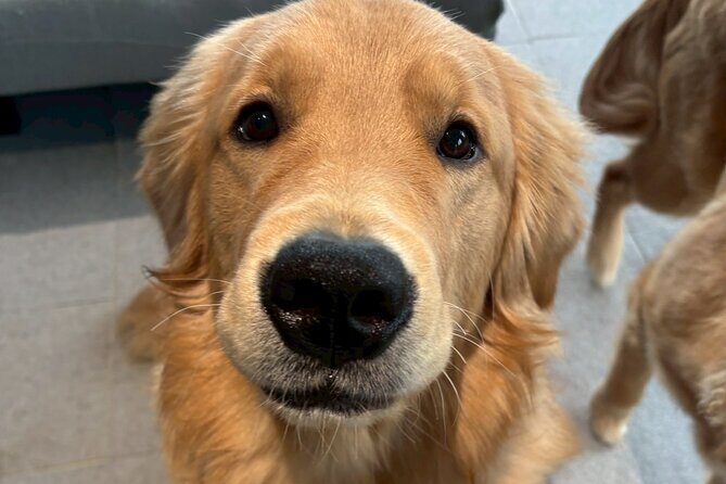 Fukuoka Photo Activity Experience with Large Dogs - Key Points