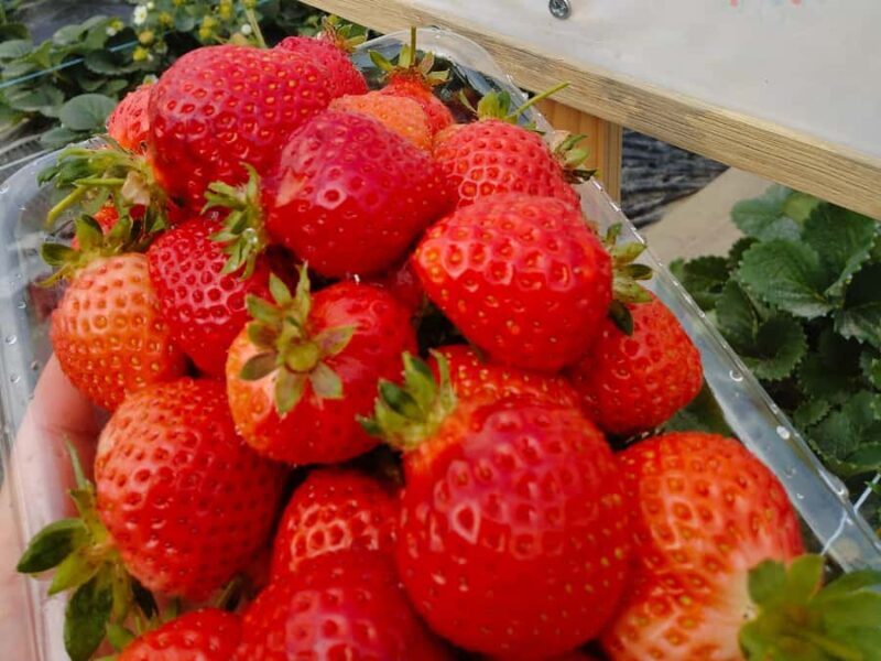 Fukuoka: Strawberry Picking, Koiki Shrine & Yanagawa Tour - Key Points