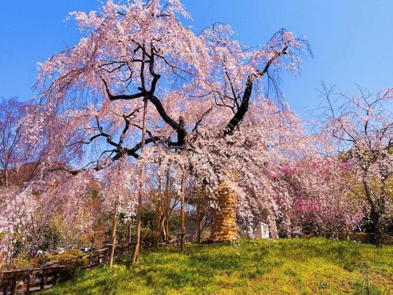 Fukuoka: Takachiho Gorge & Amano-Iwato Shrine Day Trip - The Value of the Experience