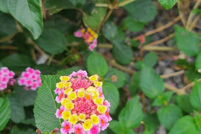 Full Day 12 hours whole Jeju Island private flexible tour - Authentic Feedback from Travelers