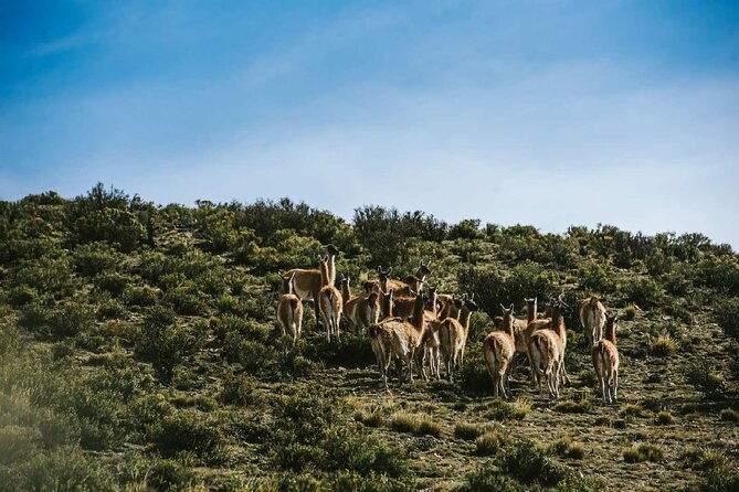full-day-4x4-safari-tour-in-villavicencio-mendoza