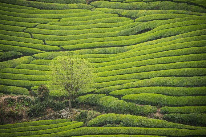 full-day-7hr-private-van-true-hidden-kyoto-matcha-farm-experience