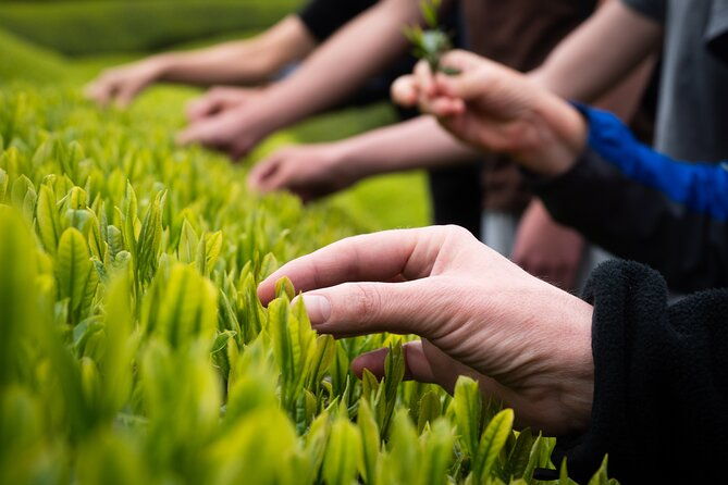 full-day-7hr-private-van-true-hidden-kyoto-matcha-farm-experience