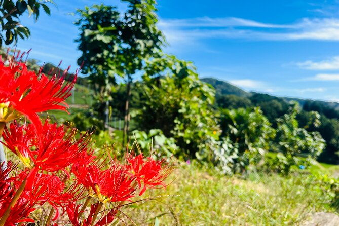 full-day-7hr-private-van-true-hidden-kyoto-matcha-farm-experience